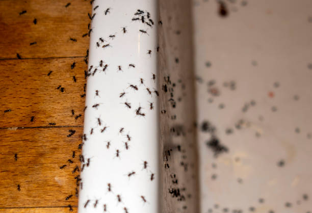 Best Ant Control Services  in Canby, MN