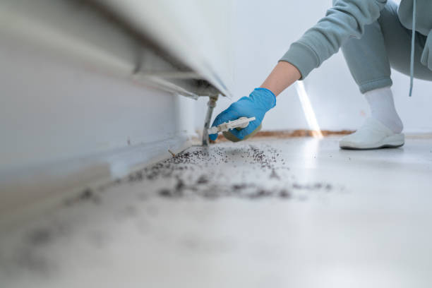 Best Termite Control Services  in Canby, MN